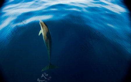海豚游泳图片
