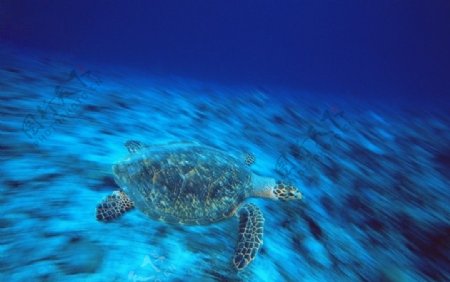 海中游弋的乌龟图片