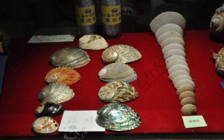 贝壳标本鲍螺图片