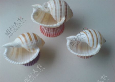 花盆海螺贝壳图片