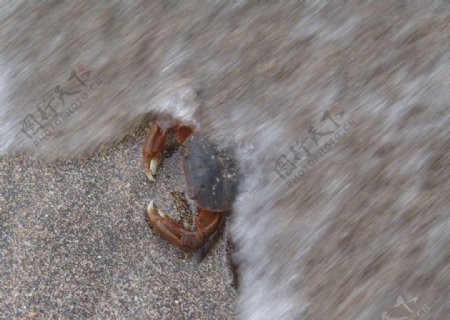 被海浪冲刷的螃蟹图片