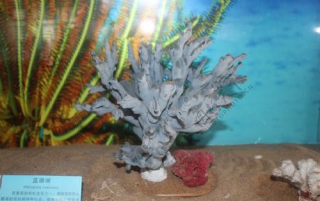 蓝珊瑚图片