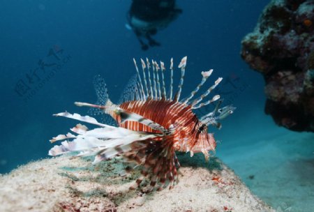 热带鱼海底世界彩色鱼珊瑚图片