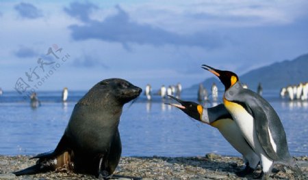 海豹海狮和企鹅图片
