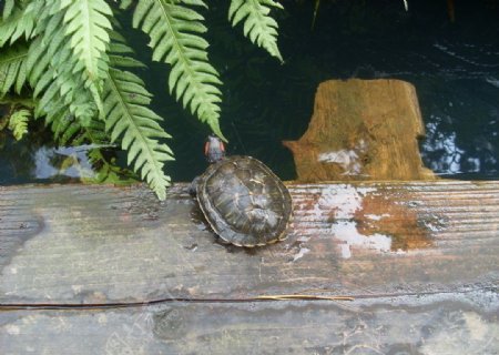 小池龟望图片
