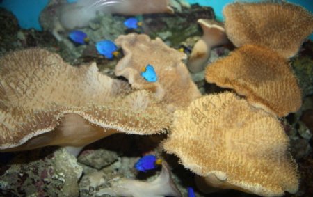 象耳珊瑚图片