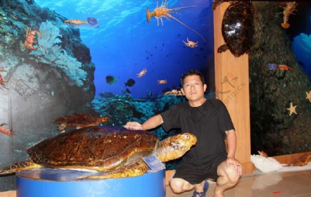 巨型海龟图片