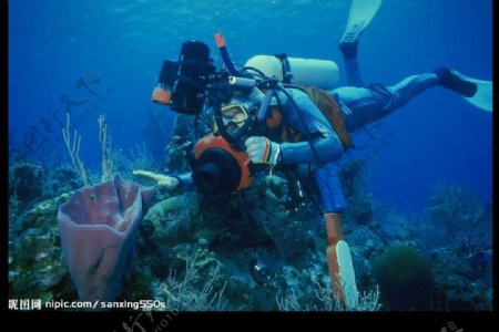 海底动物与潜水员图片