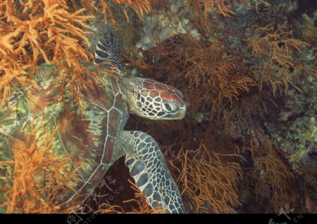 海洋生物图片