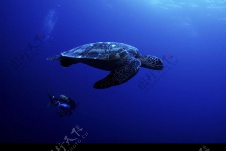 大海龟与潜水员图片