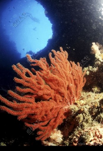 珊瑚树图片