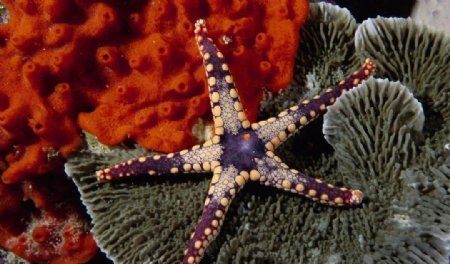 海星海葵图片