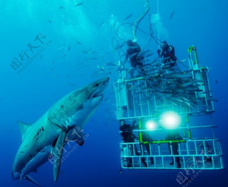 潜水员海底捕鲨图片