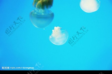 海中水母图片