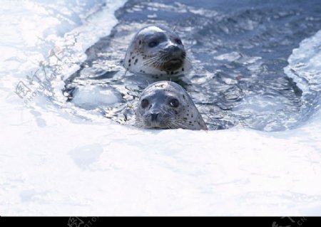 冰窟窿里的小海豹图片