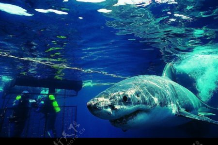海底拍摄鲨鱼图片