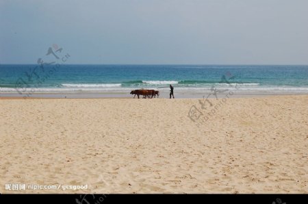 沙滩的牛图片