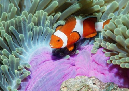 橙色海底小鱼图片