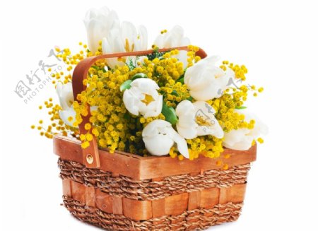 花篮黄花和白玫瑰图片