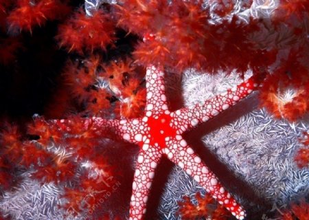 红色海星图片