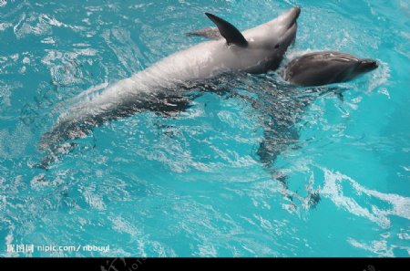 海豚戏水海豚腾跃图片
