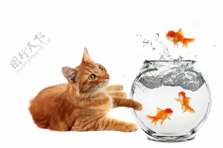 猫合水缸里的鱼图片