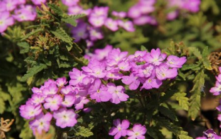 紫色草花图片