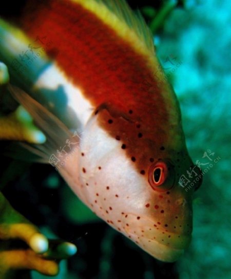 海底漂亮热带鱼图片