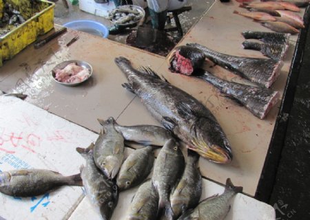 人工养殖鳘鱼图片