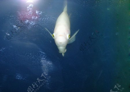 白色的鱼图片