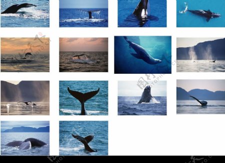 鯨魚鯊魚海豚图片