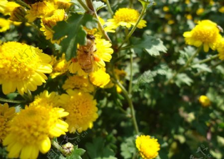 蜜蜂采蜜菊花照片图片