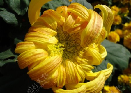 黄色含苞待放的菊花图片