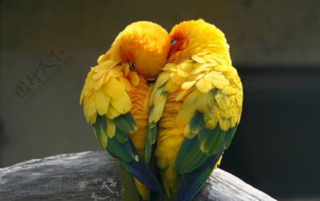 可爱黄鹂鸟图片
