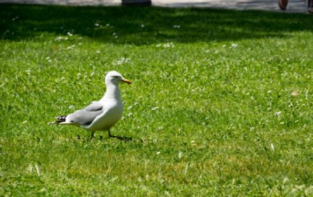 草地上散步的海鸥图片
