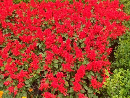 红色鲜花丛图片