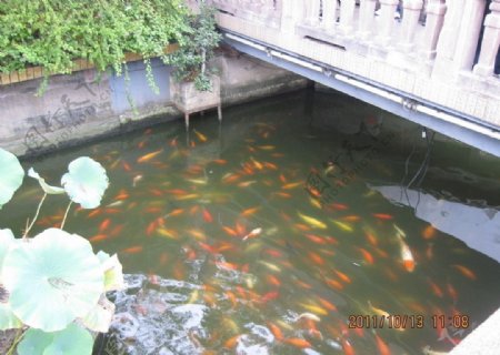池塘里的鱼儿图片