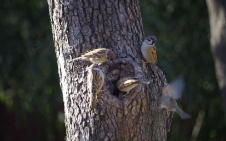 麻雀吃树虫图片