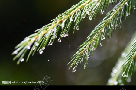 雨後的松葉图片