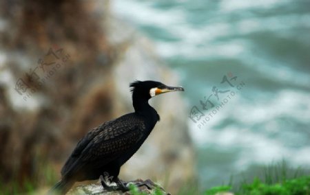 青海湖鸟岛鸬鹚图片