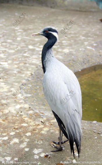 白鹳鹤白鹤鸟类图片