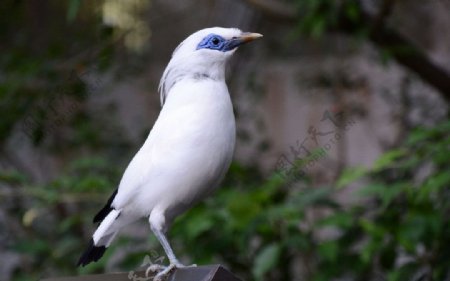 白色珍稀鸟类图片