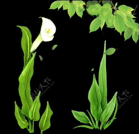 树叶植物白色花朵图片