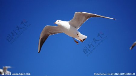 海鸥蓝天图片