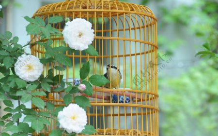 鸟笼与花鸟图片