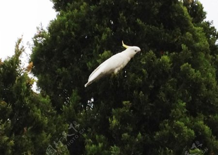 澳洲白鹦鹉图片