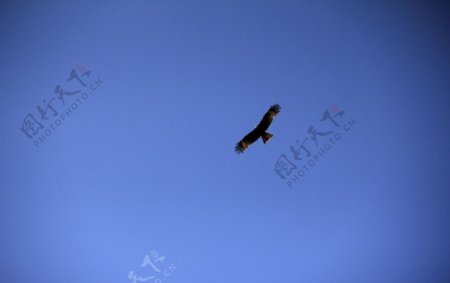 鹰在天空飞翔图片