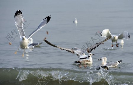 海鸥飞舞图片