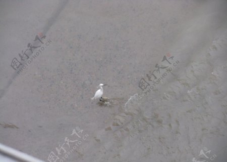 海鸟漂亮的海鸟鸟图片