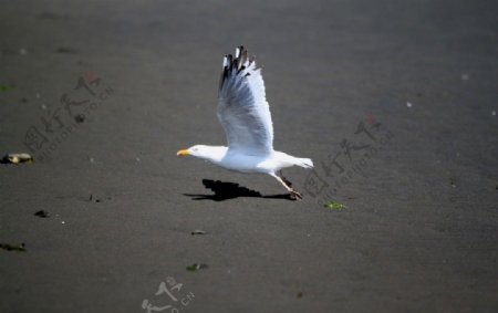 起飞的海鸥图片
